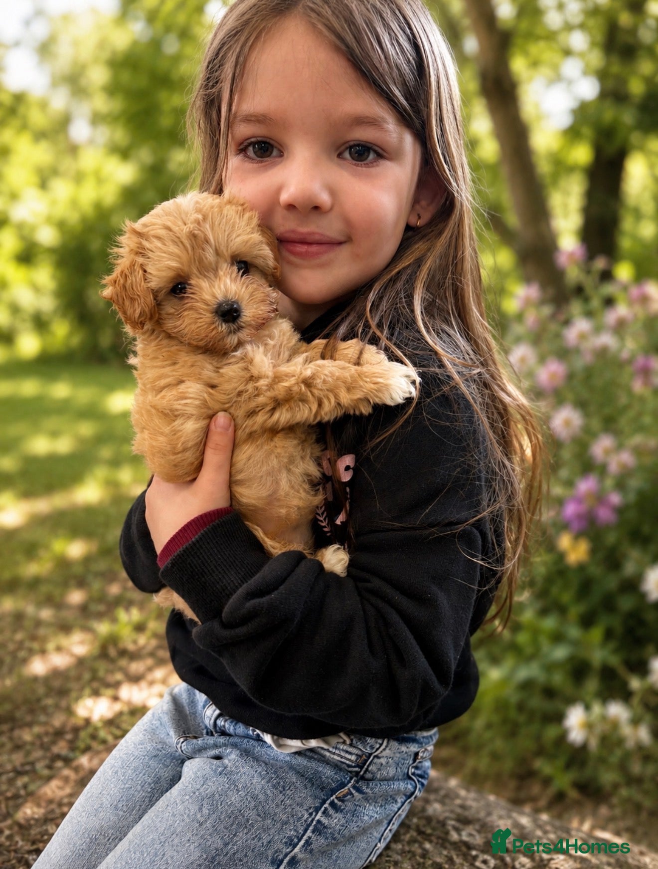 Maltipoo dogs Korean lined, f1. Fully dna & health tested   - Advert 7