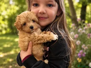 Maltipoo dogs Korean lined, f1. Fully dna & health tested - Advert 7