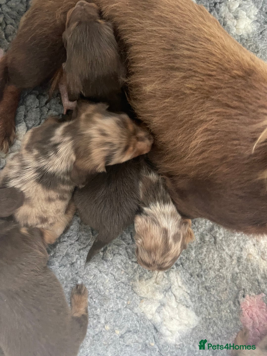 Miniature Dachshund dogs for sale: STUNNING DNA CLEAT MINI DACHSHUNDS - Advert 11