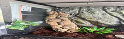 Gecko reptiles for sale: Crested gecko with setup  in Reading - Advert 8