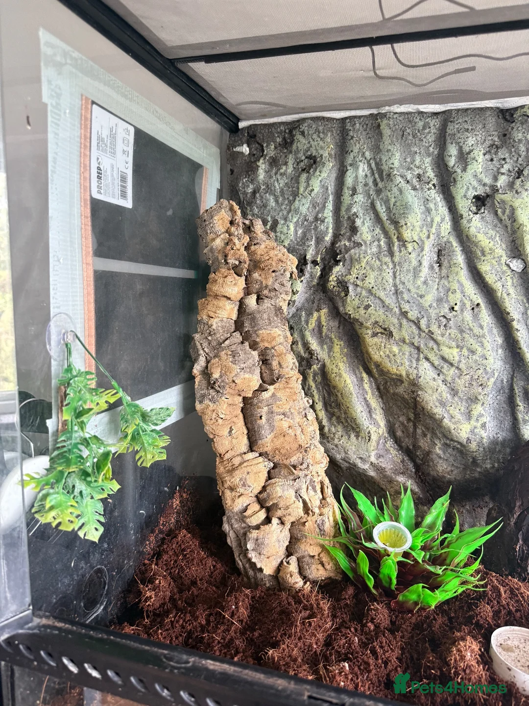 Gecko reptiles for sale: Crested gecko with setup  in Reading - Advert 8