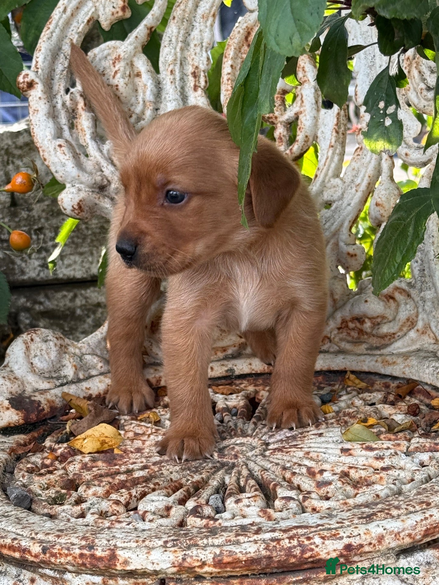 Goldador dogs Beautiful Red Goldador KC Reg Parents - Advert 1