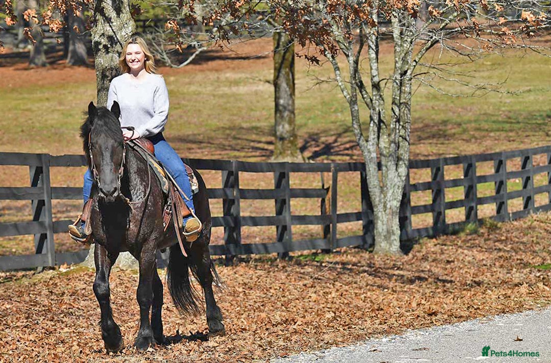 Friesian horses for sale: Cody Friesian Dressage Family Trails Gentle - Image 7