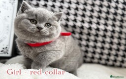 British Shorthair cats for sale: Adorable British Shorthair - Image 6