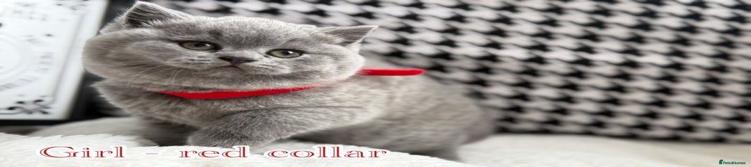 British Shorthair Kitten 4