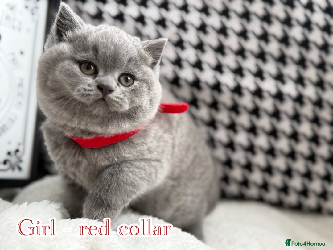 British Shorthair cats for sale: Adorable British Shorthair - Image 6