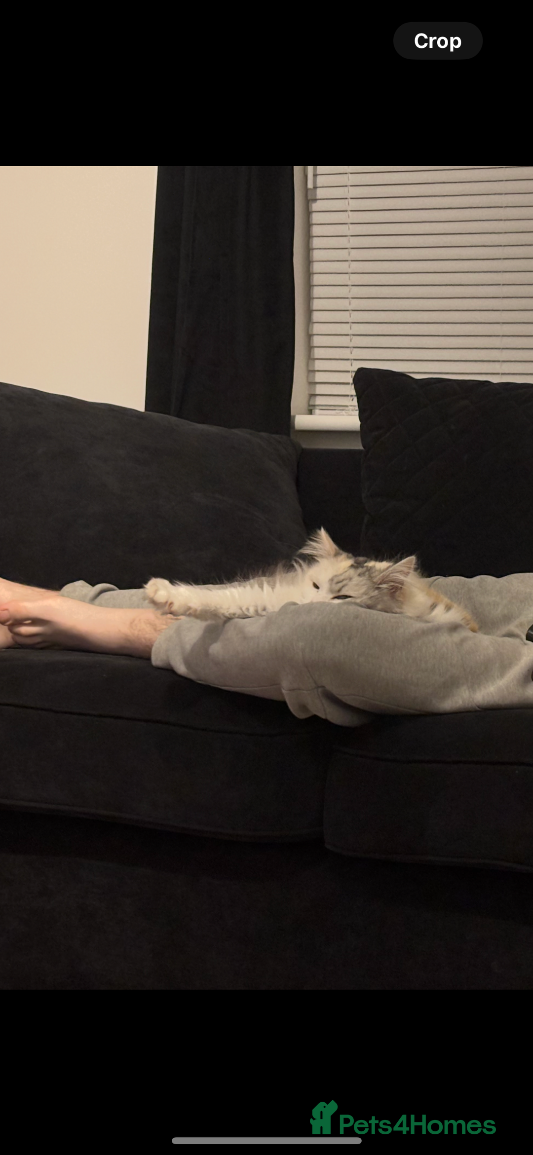 Ragdoll cats for sale: Loving cats  - Advert 3