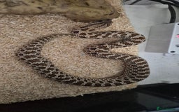 Snake reptiles for sale: Pair of hognose snakes cb23 - Image 2