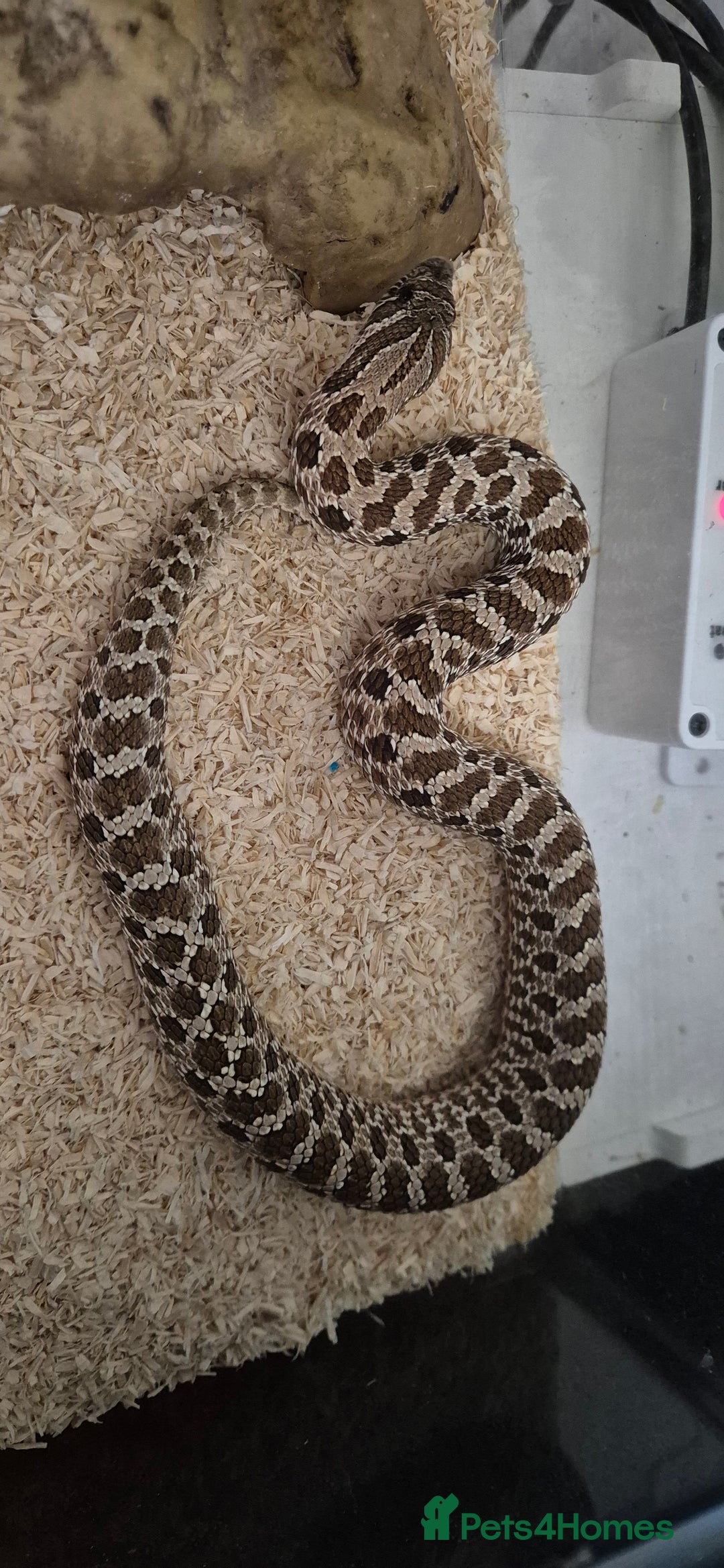 Snake reptiles for sale: Pair of hognose snakes cb23 - Image 2