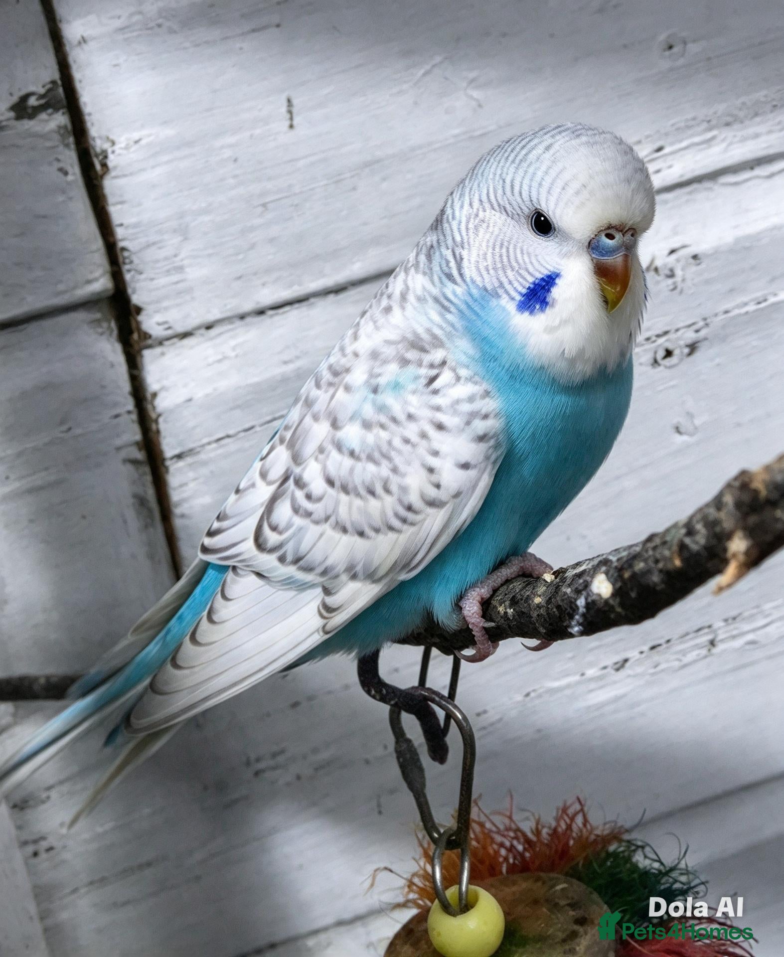 Budgerigars birds for sale: Baby budgies 8 weeks old - Advert 1