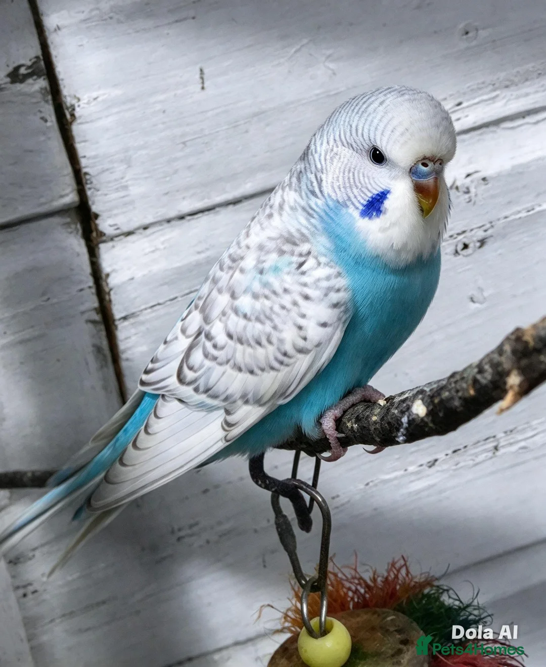 Budgerigars birds for sale: Baby budgies 8 weeks old - Advert 1