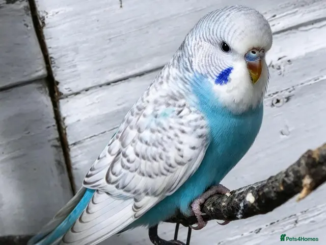Budgerigars birds for sale: Baby budgies 8 weeks old - Advert 1