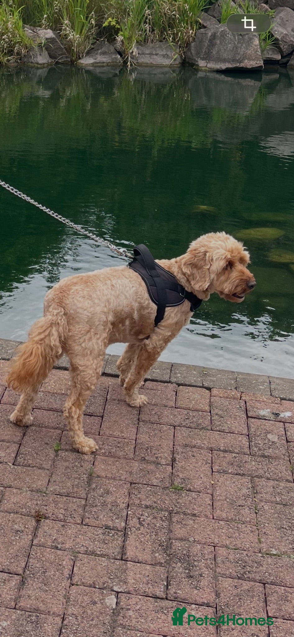 Cockapoo dogs Devastating rehome due to change in circumstances  - Advert 2