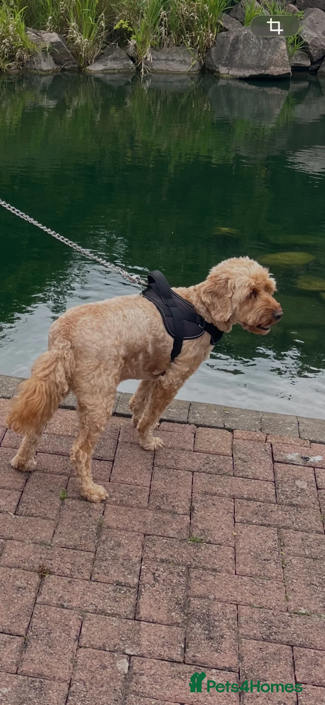 Cockapoo dogs for sale: Devastating rehome due to change in circumstances  - Advert 1