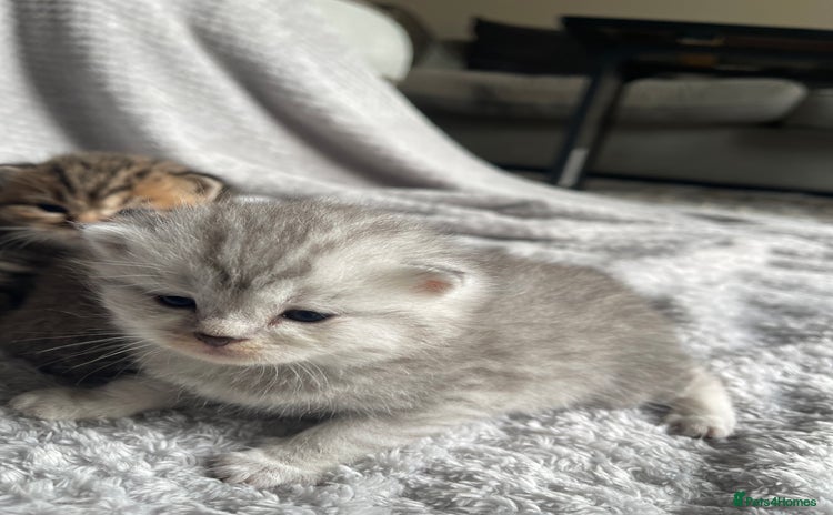 Scottish Fold cats - Advert 9