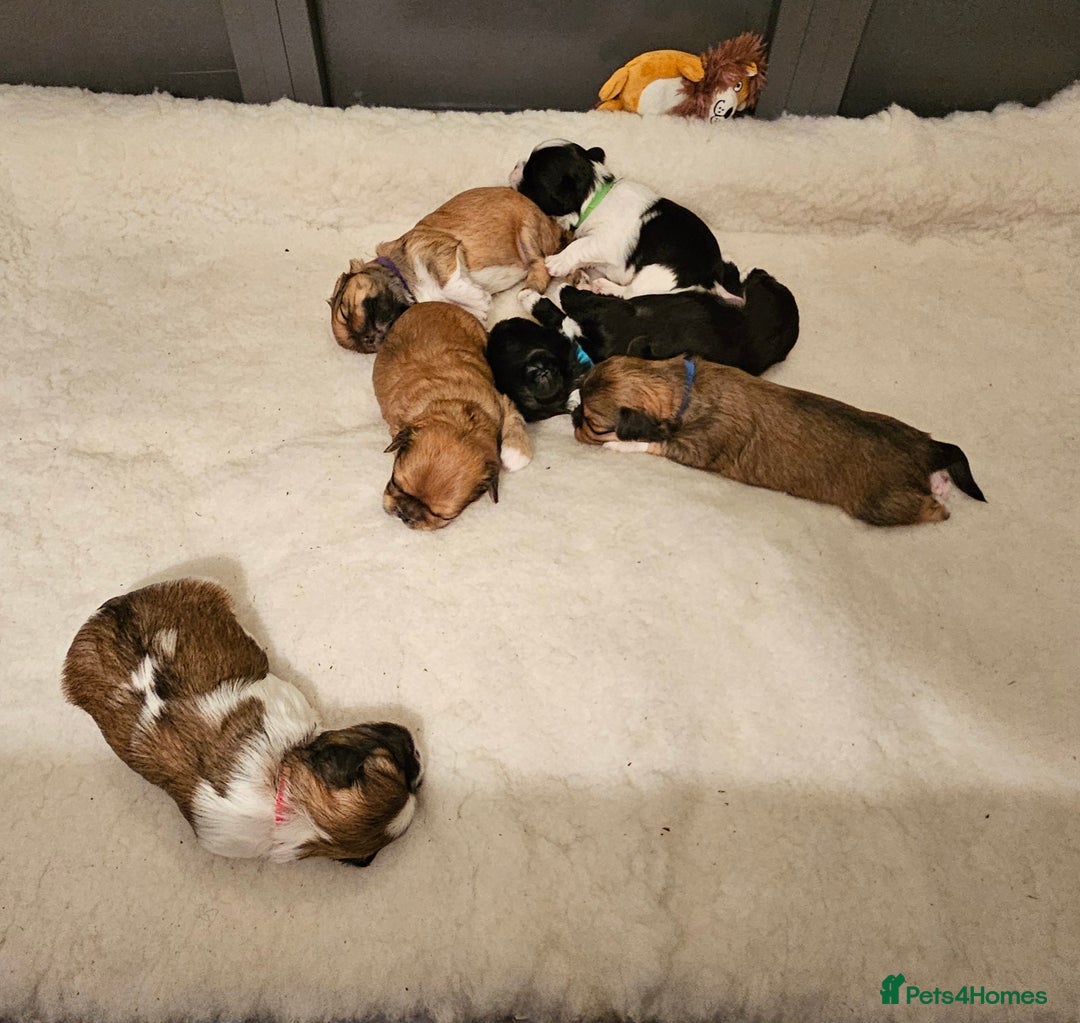 Lhasa Apso dogs for sale: Stunning pedigree Lhasa Apso Puppies - Advert 4