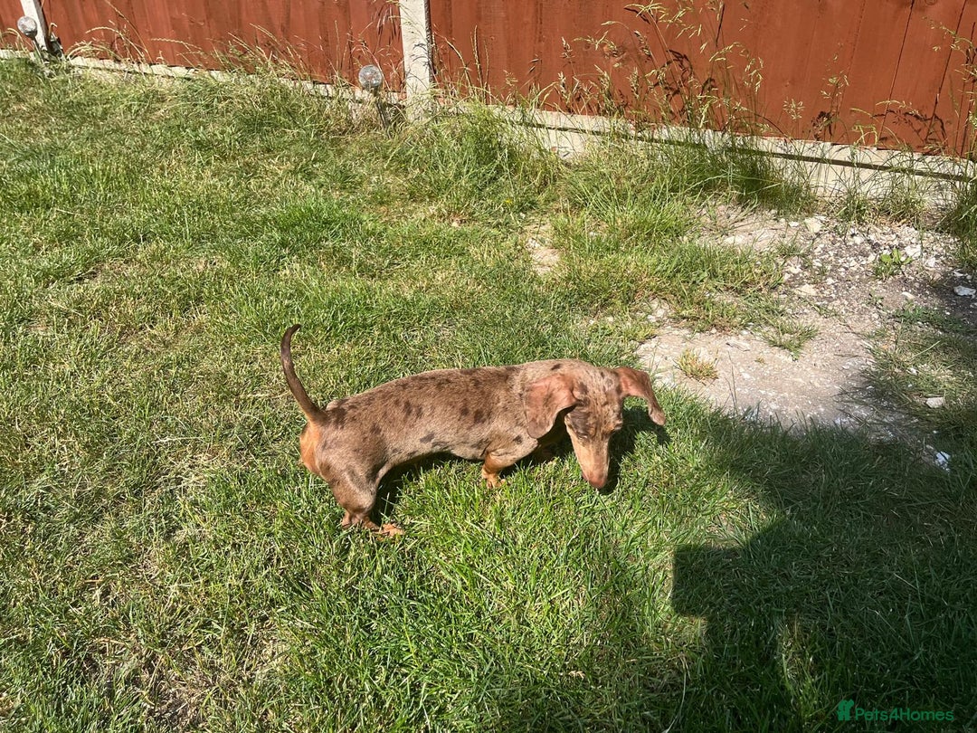 Miniature Dachshund dogs for sale: Bonnie – Sweet Chocolate Dapple Dachshund  - Advert 2