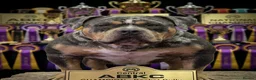 American Bully dogs for stud: ABKC Pocket Bully Stud - Merle - GrCh Bloodline - Advert 1