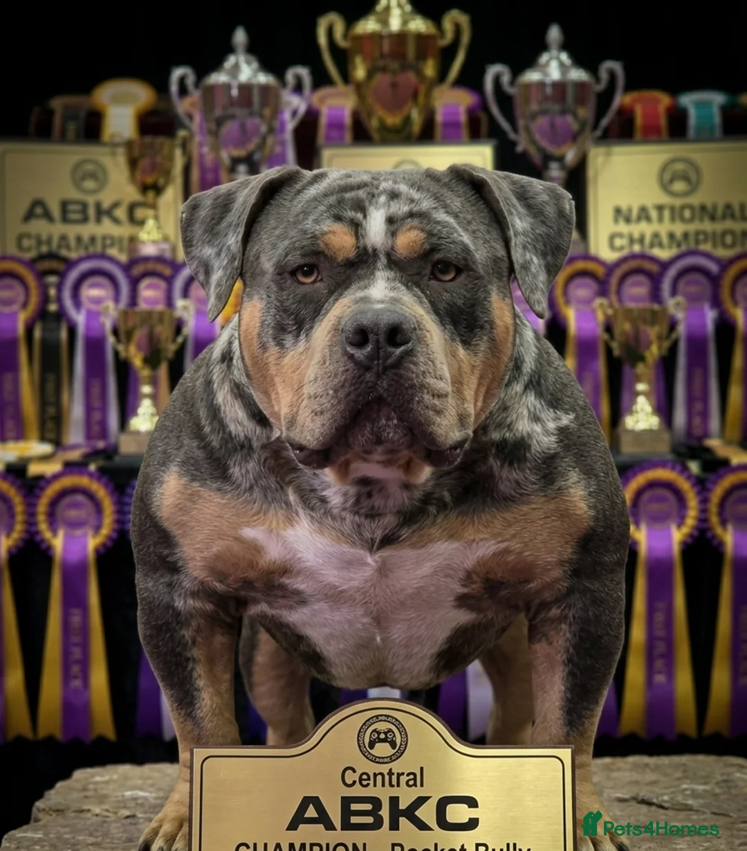 American Bully dogs for stud: ABKC Pocket Bully Stud - Merle - GrCh Bloodline - Advert 1