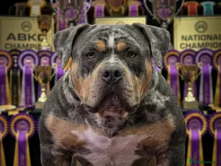 American Bully dogs ABKC Pocket Bully Stud - Merle - GrCh Bloodline - Advert 1