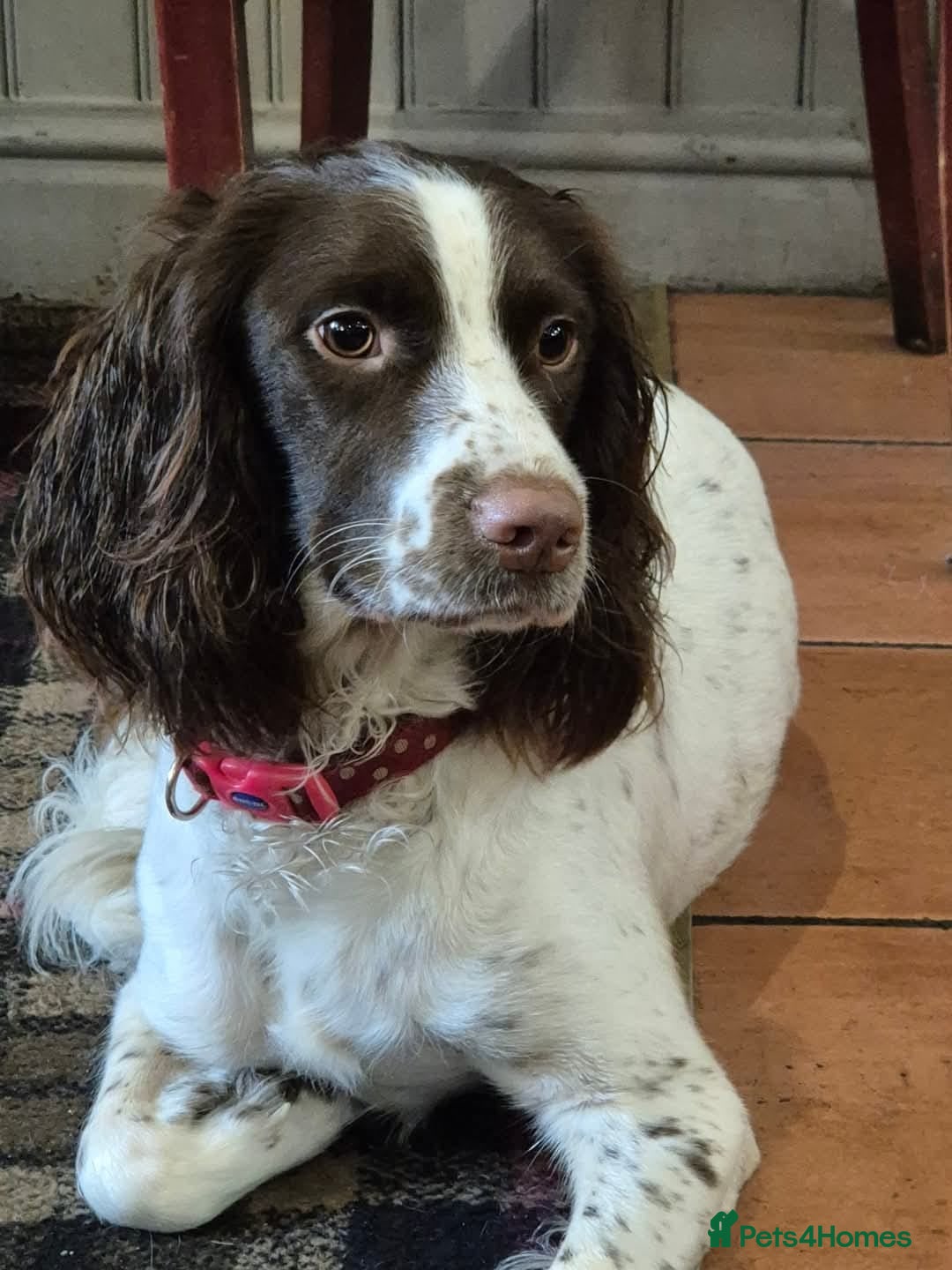 Sprocker dogs for sale: Home-Reared Sprocker Puppies  - Advert 1