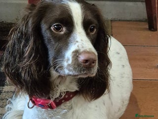 Sprocker dogs Home-Reared Sprocker Puppies - Advert 1