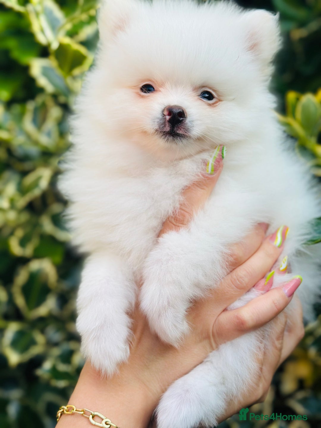 Pomeranian dogs for sale: 3 Gorgeous Pomeranian Puppies-Ready for New Homes - Image 4