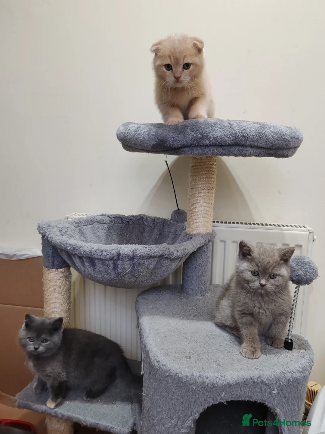 Scottish Fold cats for sale: Adorable Scottish Fold kittens - Advert 13