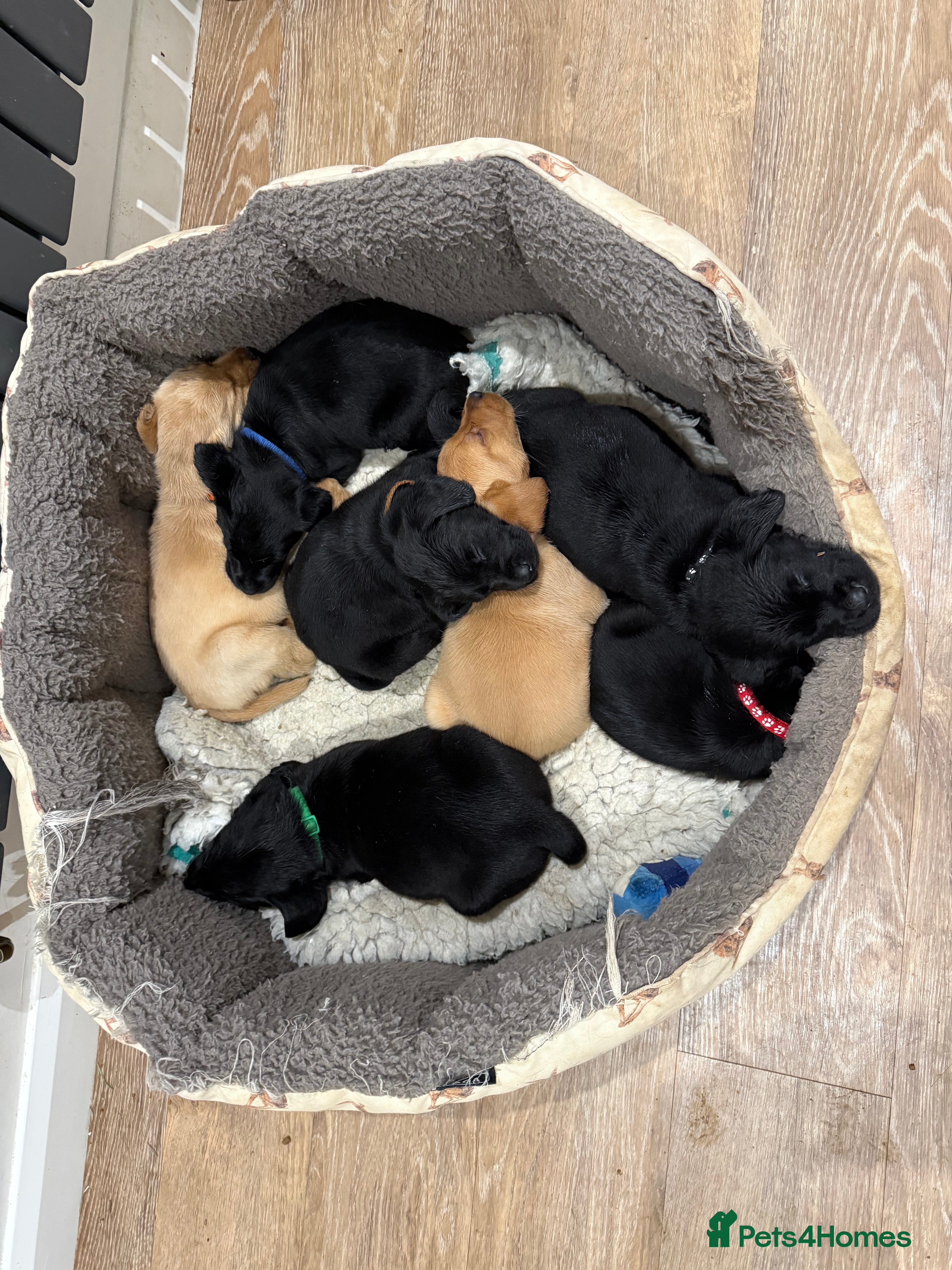 Labrador Retriever dogs LABRADOR PUPPIES FULL PEDIGREE K. C REG. - Advert 13