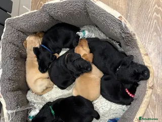 Labrador Retriever dogs LABRADOR PUPPIES FULL PEDIGREE K. C REG. - Advert 18