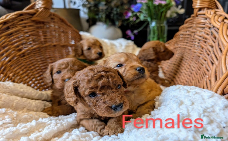 Cockapoo dogs in Droitwich - Advert 1