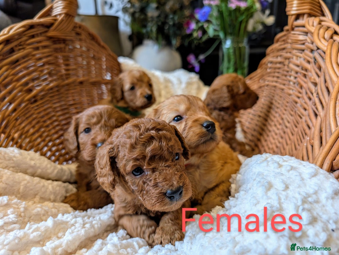 Cockapoo dogs for sale: 🌟 F1b-toy-health tested-cockapoo puppies 🌟  in Droitwich - Image 2