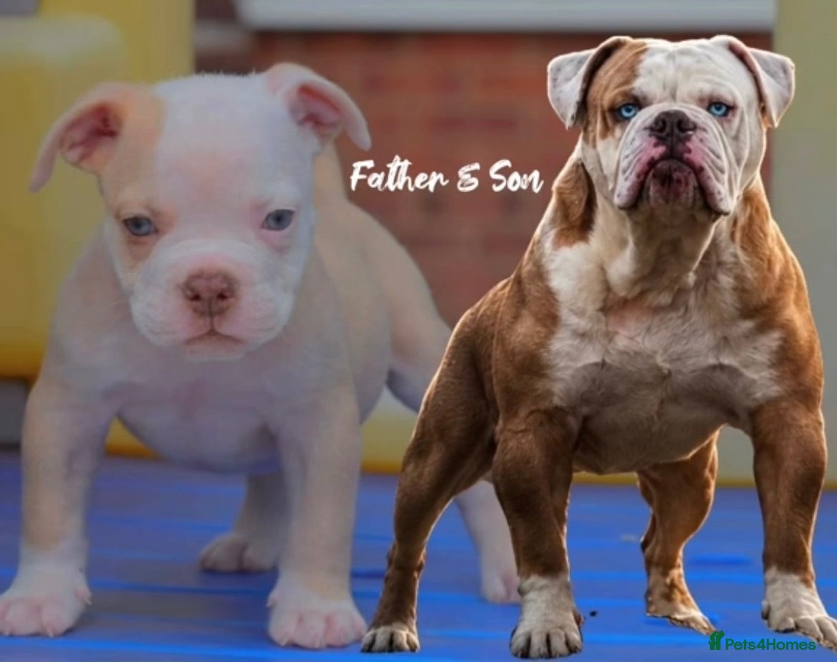 Olde English Bulldogge dogs 24 years 5⭐️Licensed & Registered, uk No 1  - Advert 15