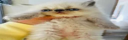 Persian cats for sale: Beautiful Blue Point Kittens - Advert 17