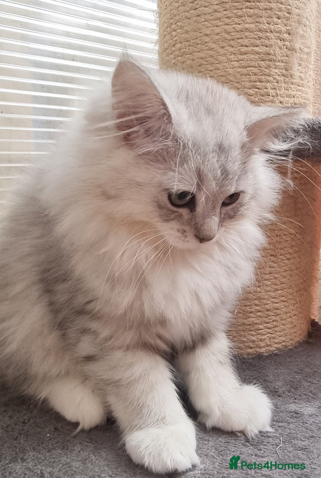 Persian cats for sale:  Boy and Girl pair to go together - Image 8