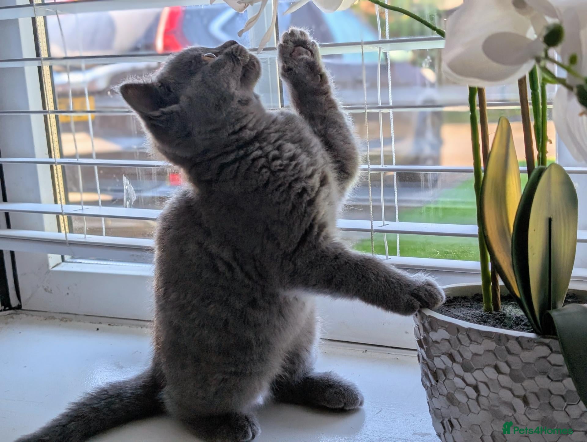 British Shorthair cats for sale: ❤️❤️Stunning GCCF Beautiful BSH kittens ❤️❤️  - Advert 1