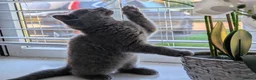 British Shorthair cats for sale: ❤️❤️Stunning GCCF Beautiful BSH kittens ❤️❤️  - Advert 1