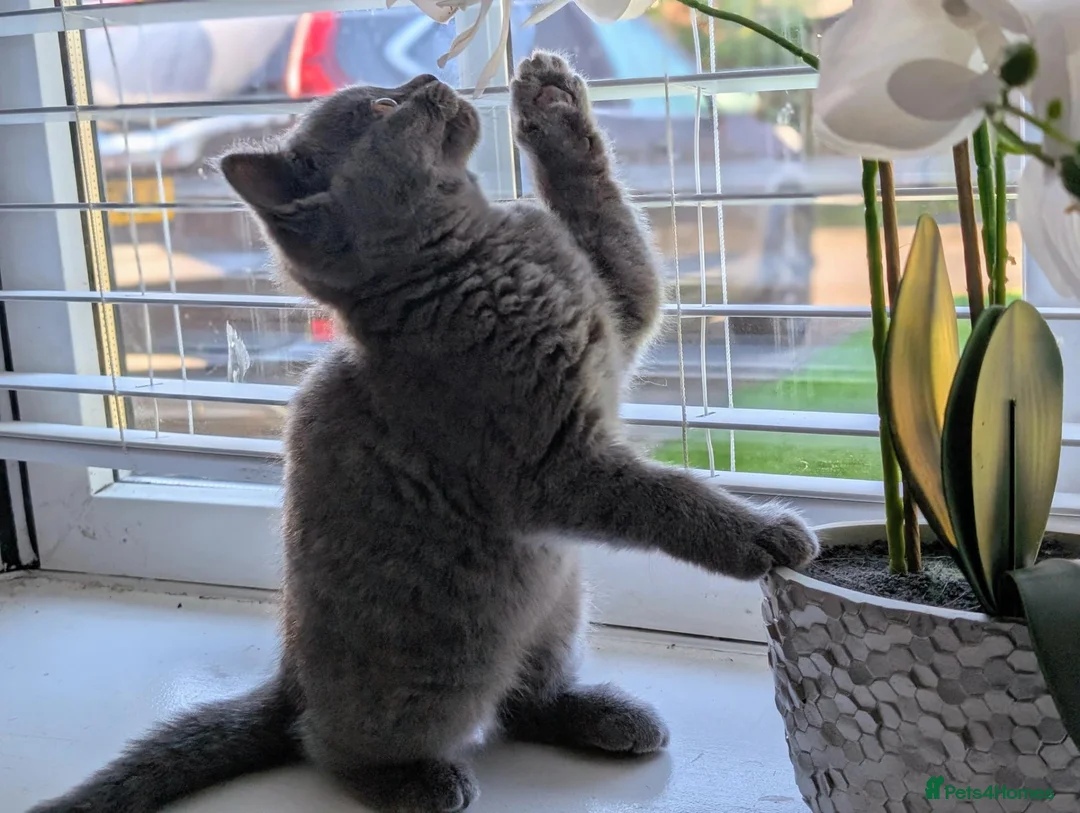 British Shorthair cats for sale: ❤️❤️Stunning GCCF Beautiful BSH kittens ❤️❤️  - Advert 1
