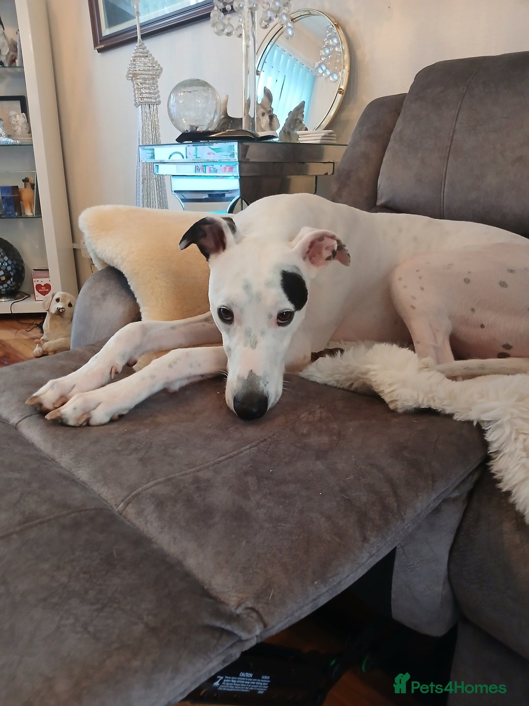 Greyhound dogs for sale: ***FERN RESCUE**ADOPTED & FOREVER HOMES GREYHOUNDS - Image 4