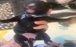 Mixed Breed dogs for sale: Husky/staffi/labrador  - Image 12