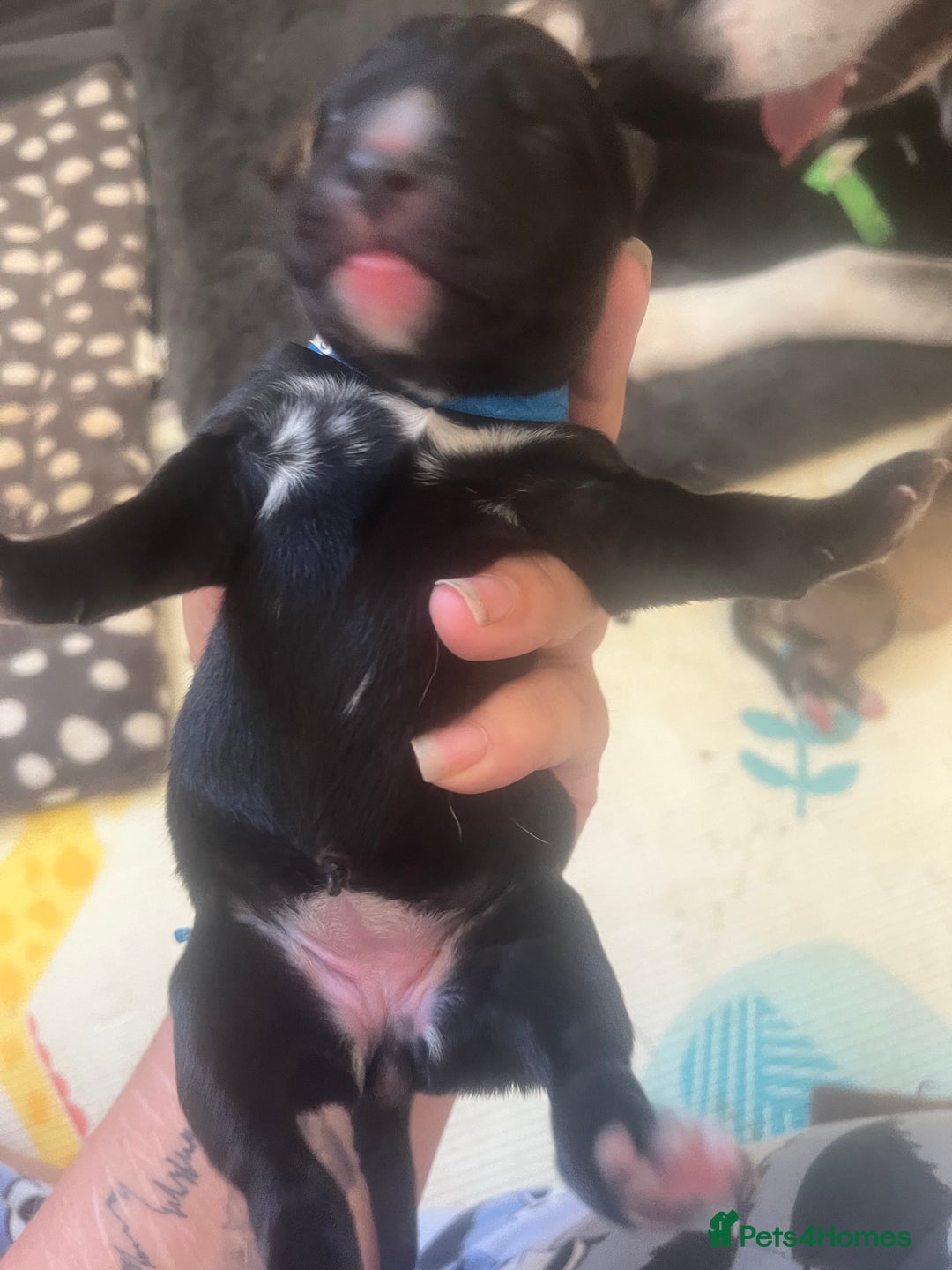 Mixed Breed dogs for sale: Husky/staffi/labrador  - Image 12