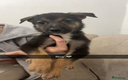 Mixed Breed dogs for sale: German shepherd x border collie puppies  - Image 9