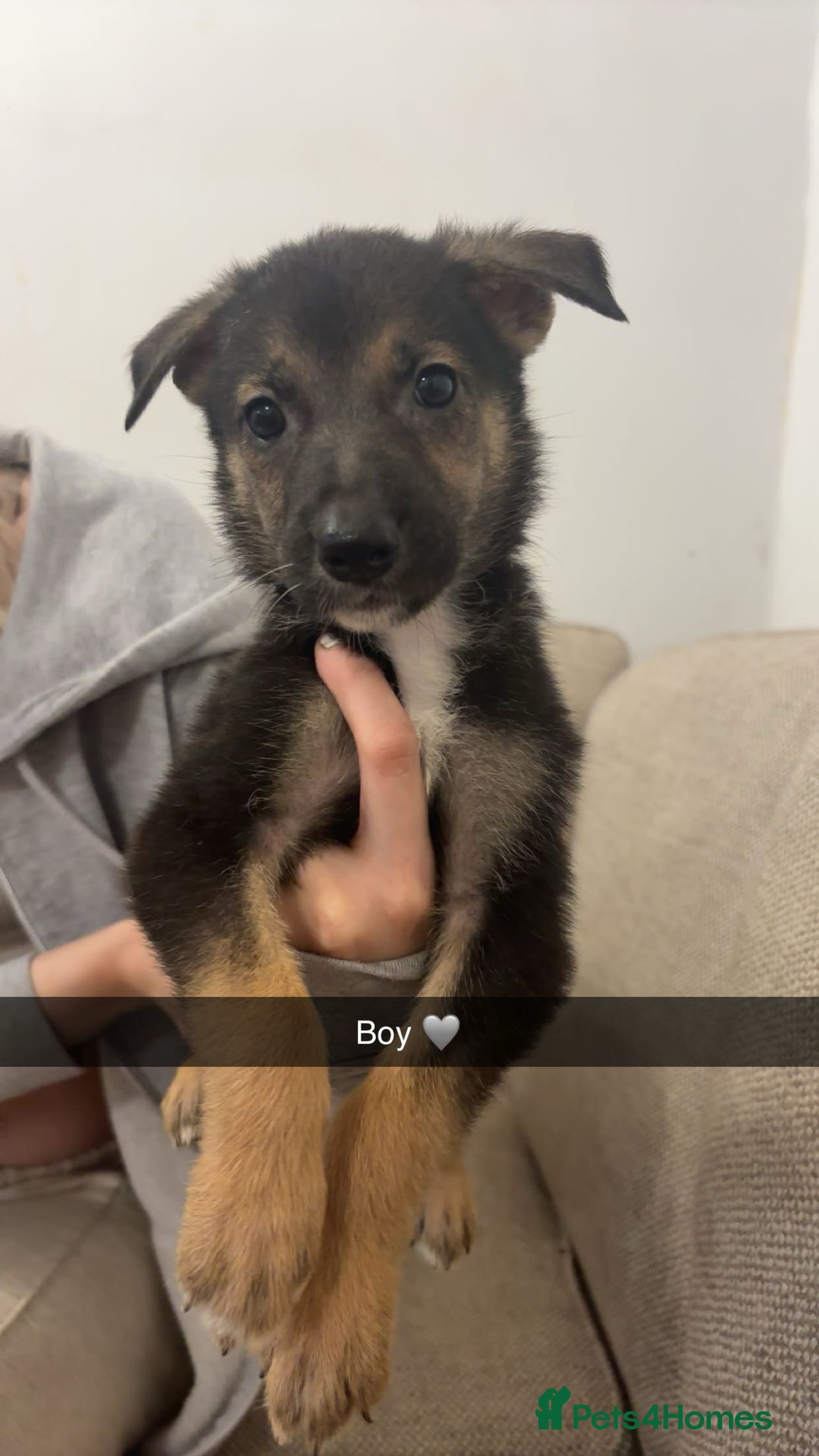 Mixed Breed dogs for sale: German shepherd x border collie puppies  - Image 9