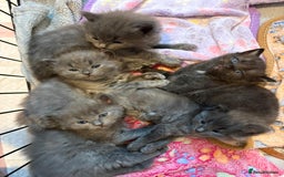 British Shorthair cats for sale: British Shorthair and Ragdoll mix - Image 1