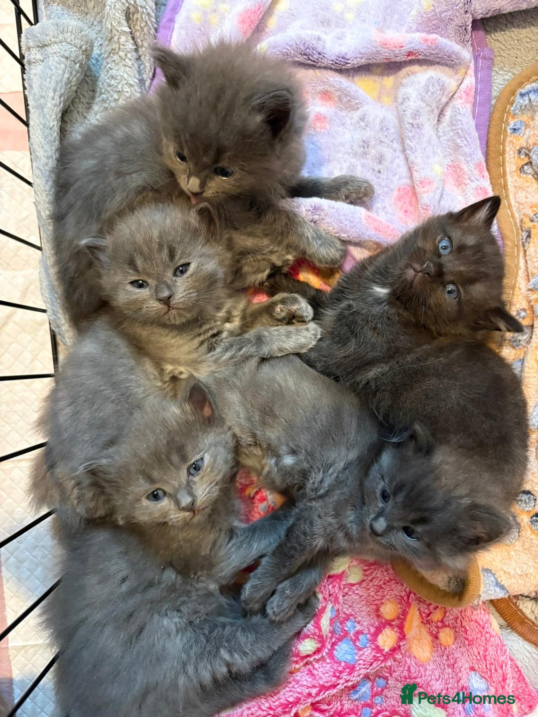 British Shorthair cats for sale: British Shorthair and Ragdoll mix - Image 1
