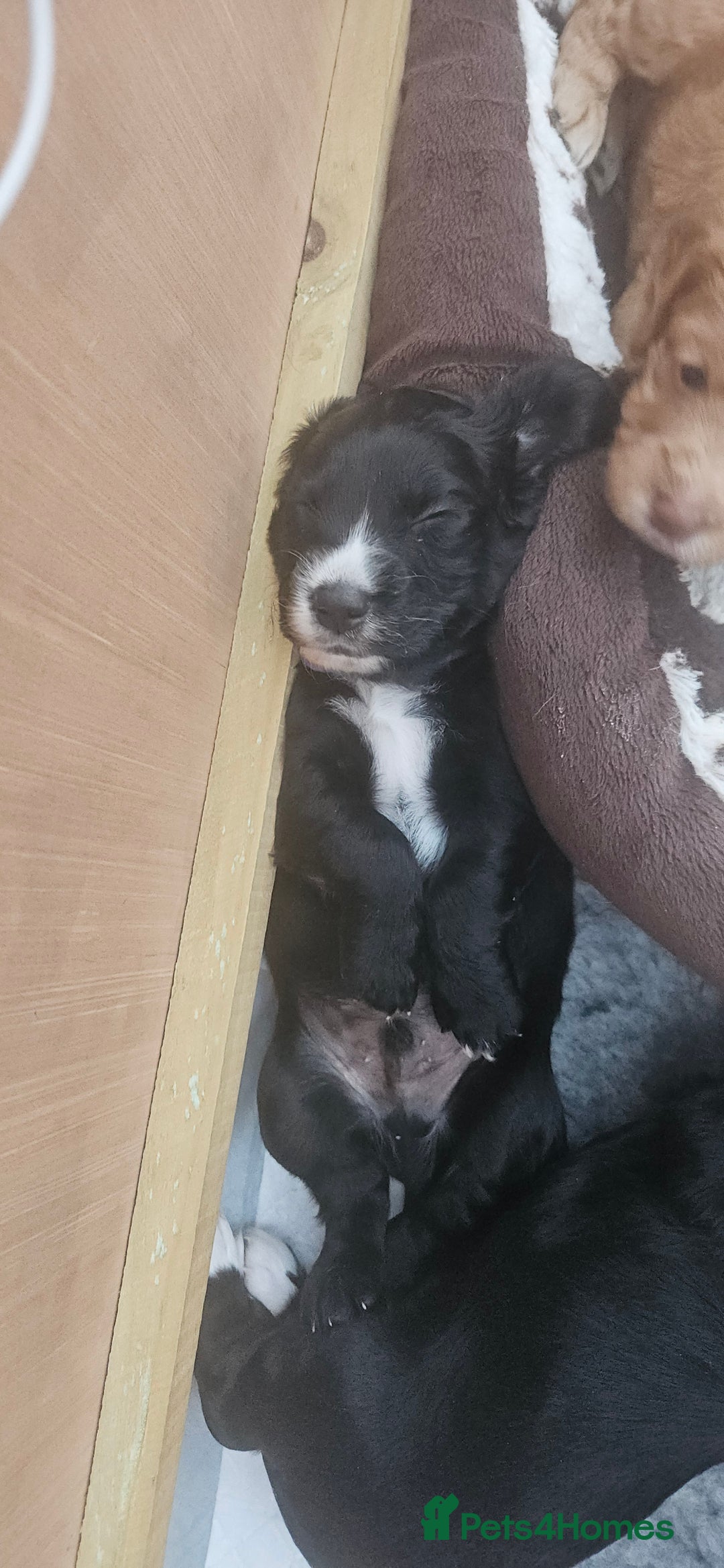 Cockapoo dogs for sale: Beautiful Cockapoo boys - Image 3