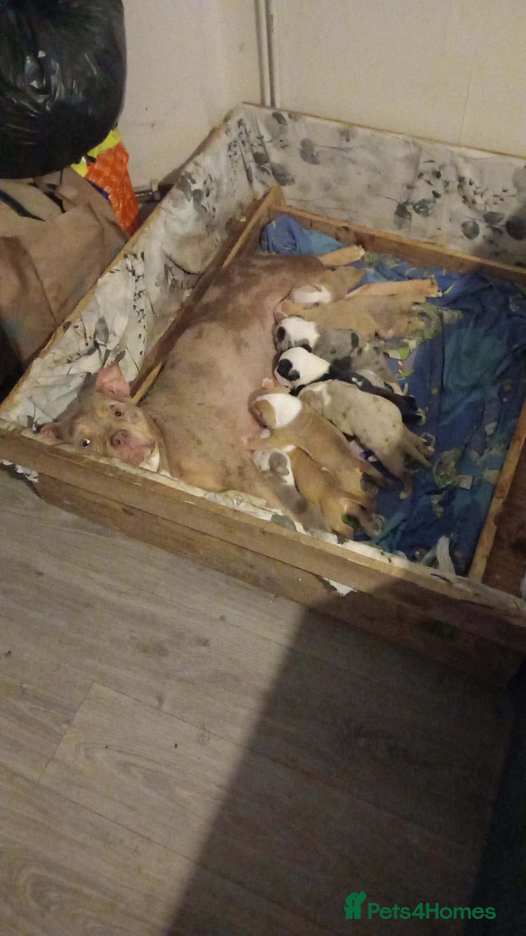 American Bulldog dogs for sale: Mr a FORD  - Advert 21