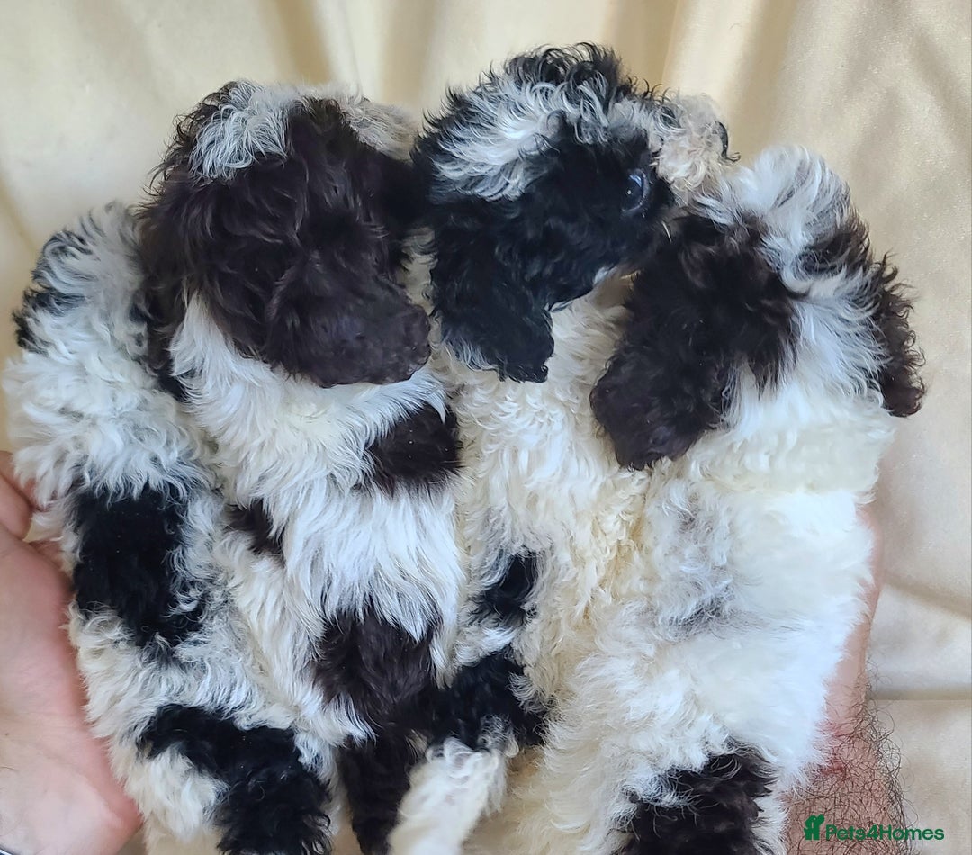 Cockapoo dogs for sale: SUPER PLUSH COATS. F1b Cockapoos. Health Tested - Image 6