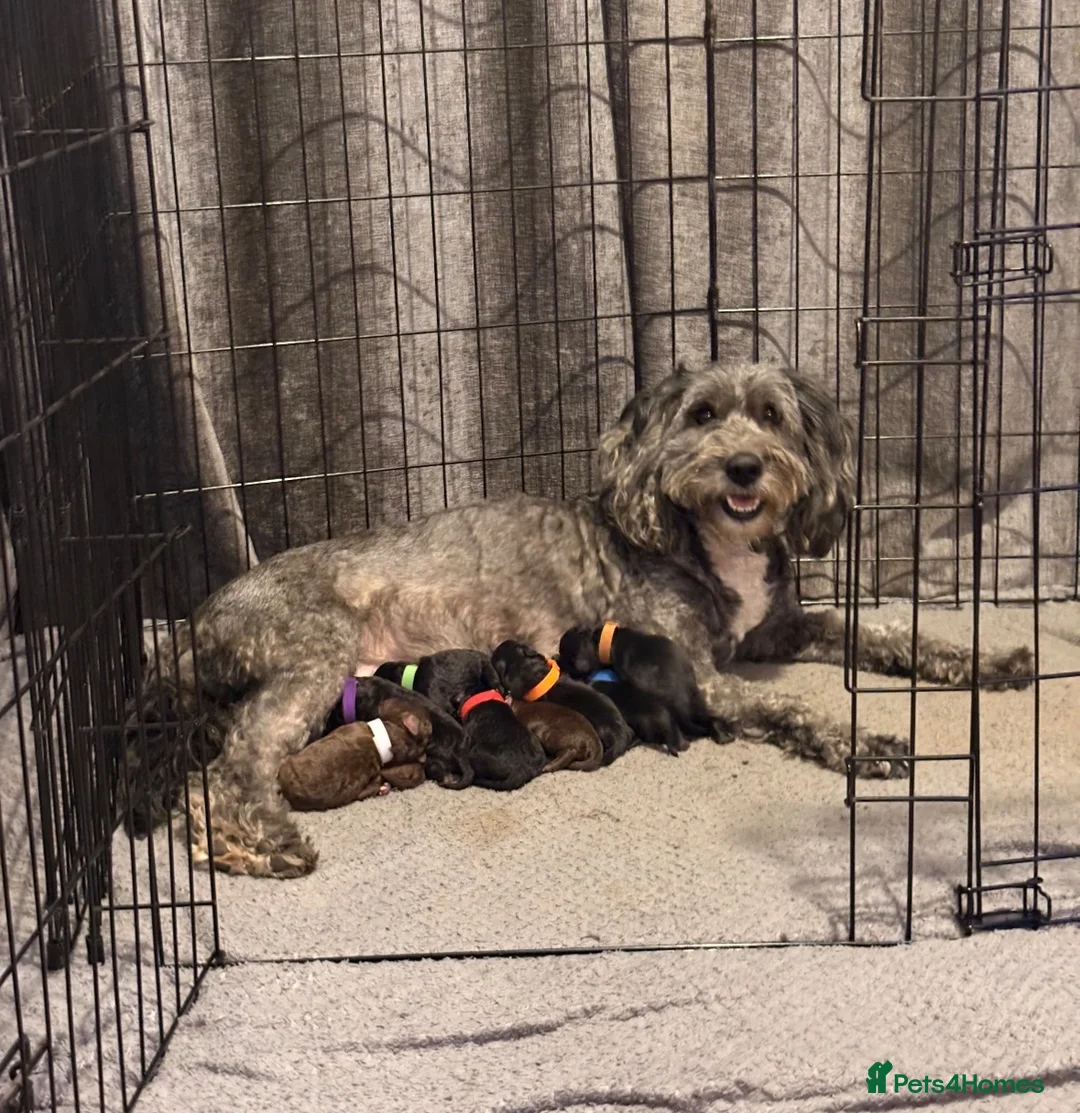 Sheepadoodle dogs for sale: Sheepadoodle  - Advert 30