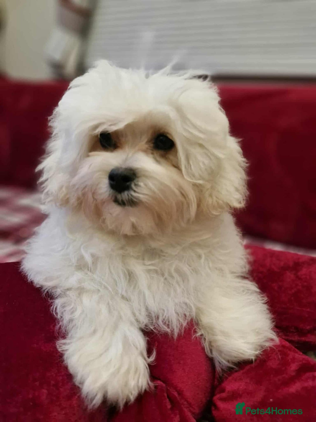 Maltipoo dogs for sale: Gorgeous Maltipoo boy - Advert 2